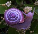 Purple Snail